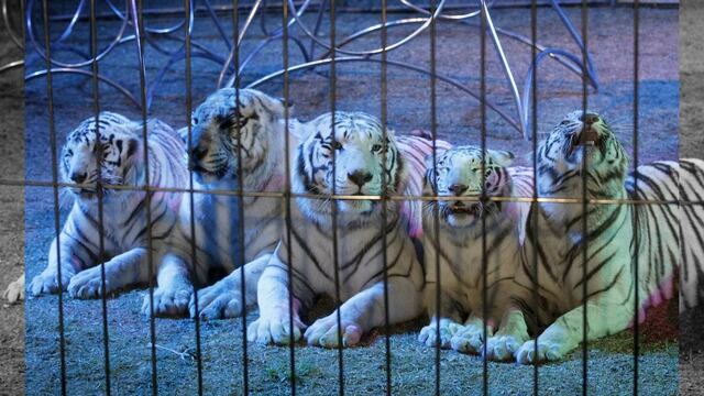 Profepa promete trato digno a animales que retire de circos