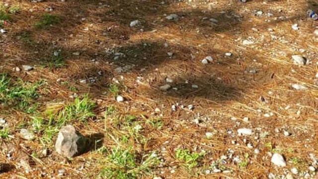 El oso fue visto en Santiago