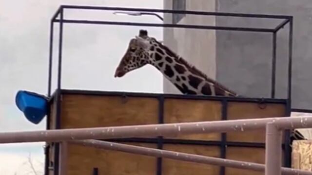 Jirafa Benito se prepara para su traslado al Africam Safari en Puebla