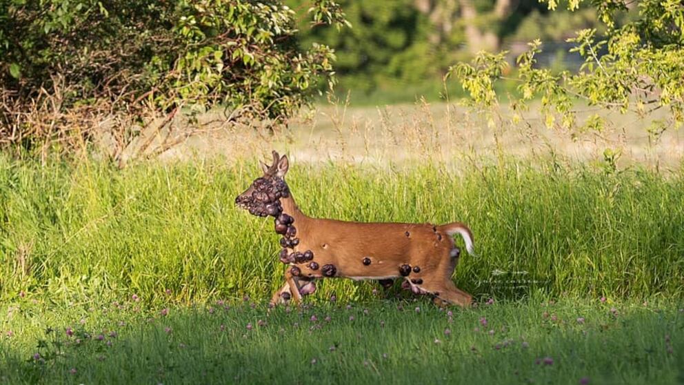 Ciervos con tumores generan alarma en Estados Unidos; aparecen después de los conejos con tentáculos