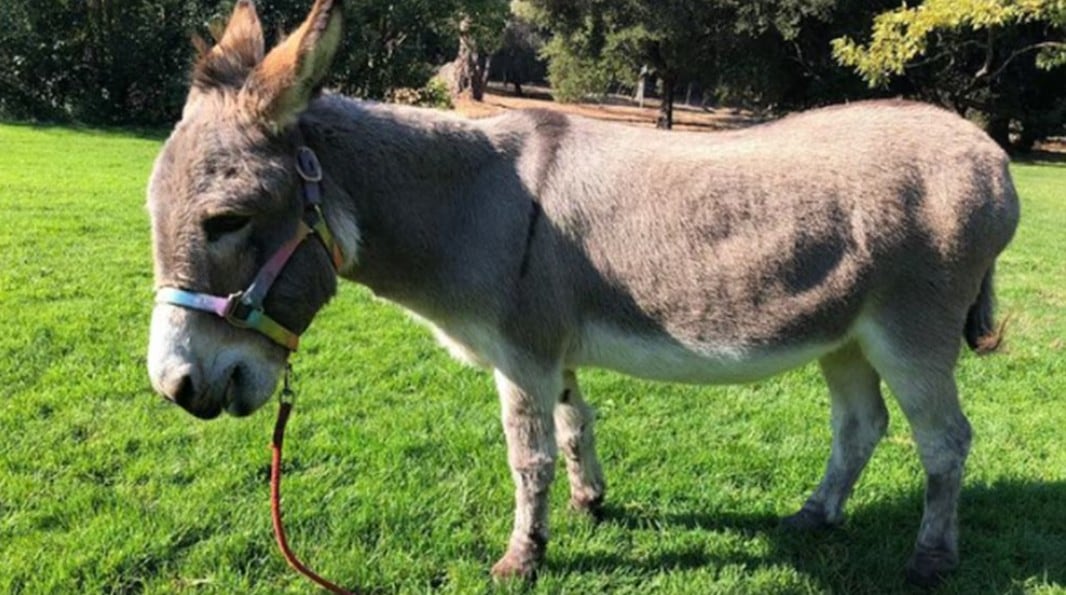 Perry, modelo de "Burro" en Shrek