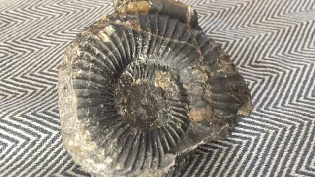 El fósil Amonite tiene 66 millones de años de antigüedad