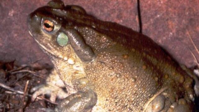 Está comprobado que el veneno del sapo 'incilius alvarius' es más potente que el LSD.