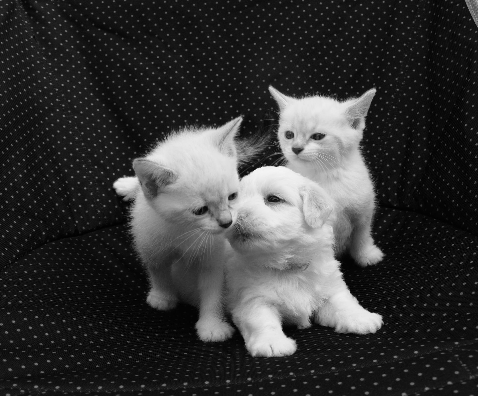 Perro y gatos