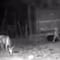 ¿OVNI o duende? Video capta a una desconocida criatura que no tiene brazos