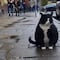 Un gato gordo es la principal atracción turística de esta ciudad de Polonia