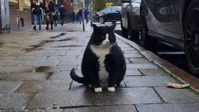 GACEK, EL GATO GORDO QUE ES LA PRINCIPAL ATRACCIÓN TURÍSTICA DE POLONIA