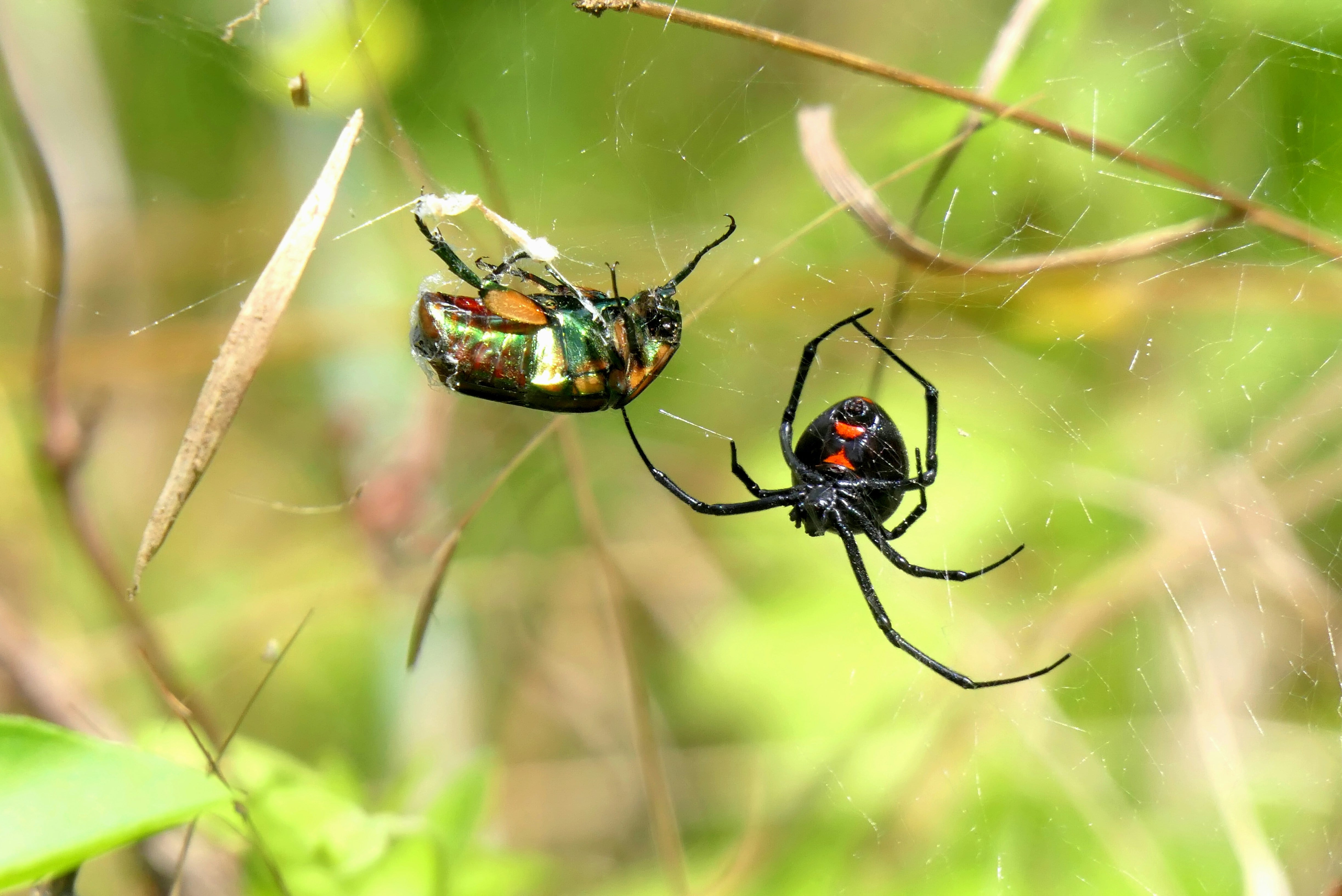 Araña Viuda Negra