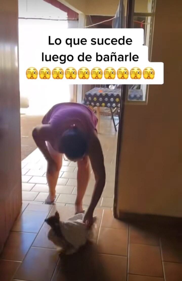 chihuahua endemoniado que atacó a su dueña porque lo bañó