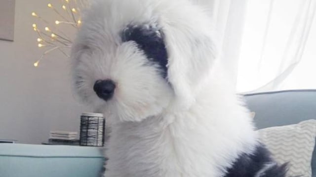 Un año de edad y 53 mil seguidores.