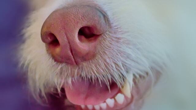 Perros detectan Covid-19 con la nariz