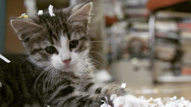 @embassycat