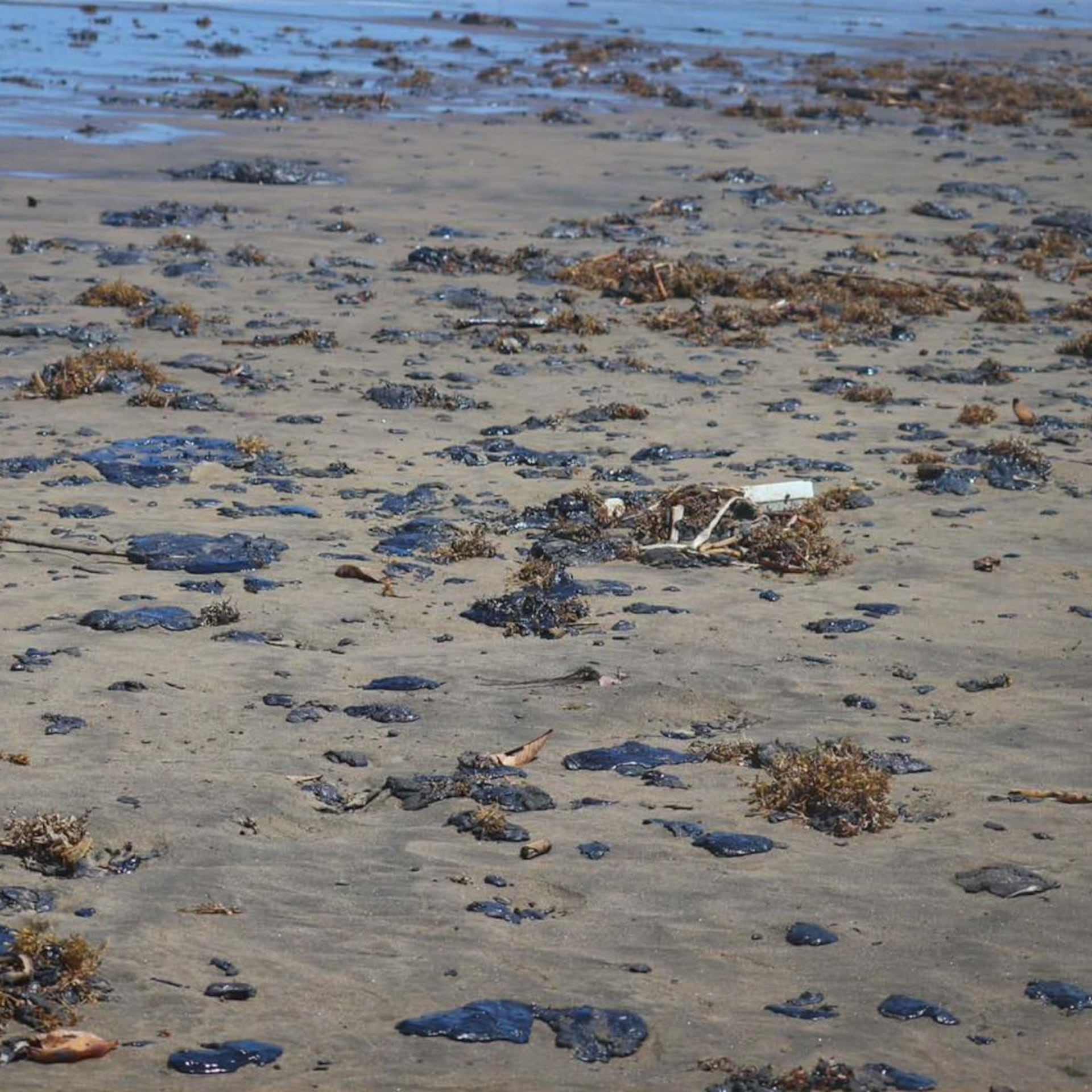Greenpeace México denuncia a Pemex por derrame en el Golfo; pide investigar presunto ocultamiento