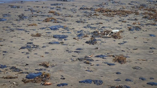 Greenpeace México denuncia a Pemex por derrame en el Golfo; pide investigar presunto ocultamiento