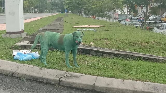 Las fotos del animal han indignado a usuarios en redes sociales