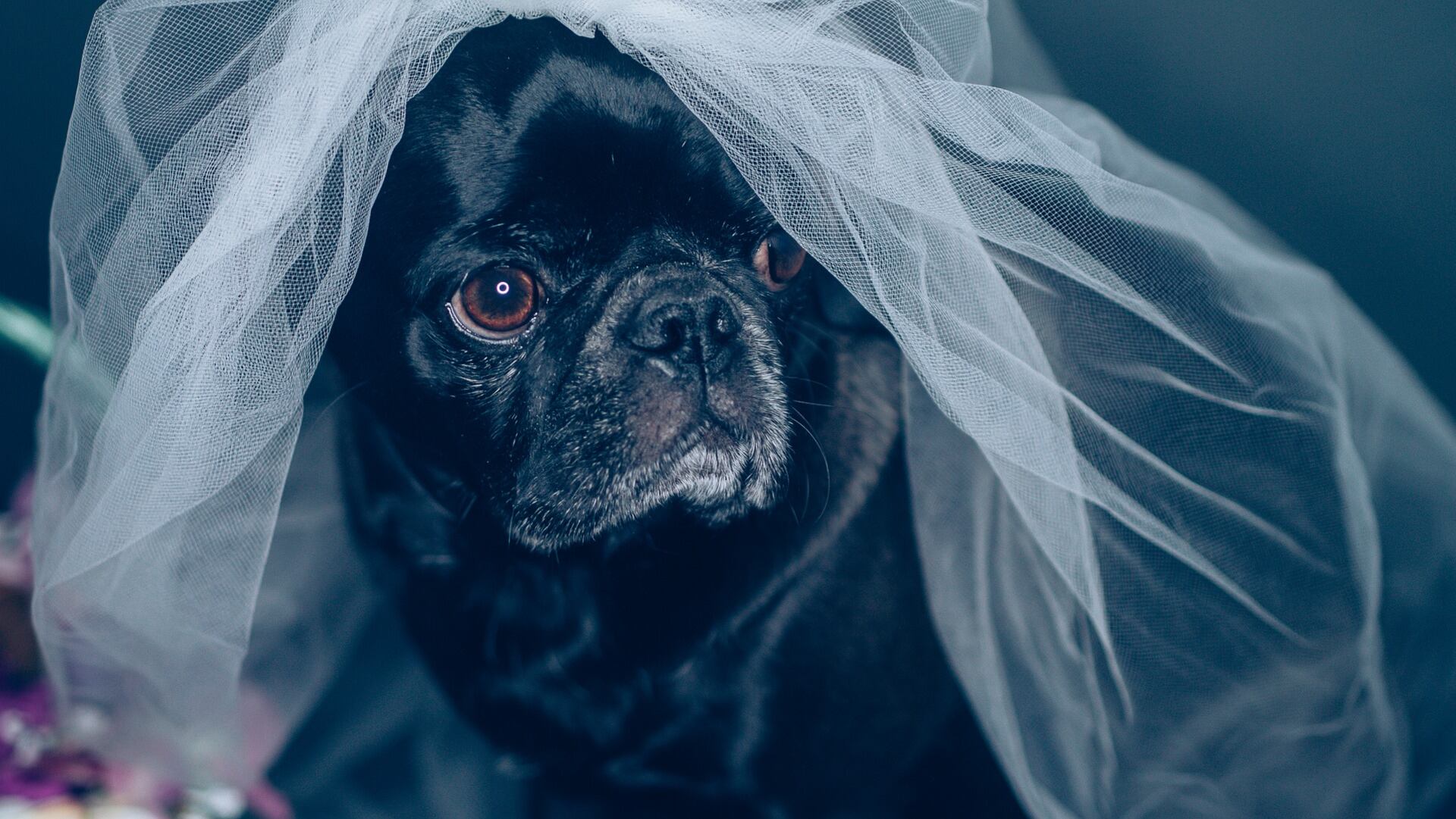 Boda perruna intentará romper el Récord Guinness