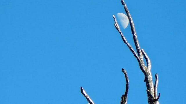 Luna atrapada. Foto: Plácido Garza