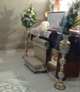 Perrito brincó hasta el ataúd de su dueño en pleno funeral y tiene a TikTok llorando