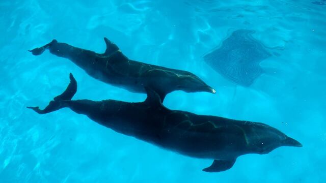 Delfines