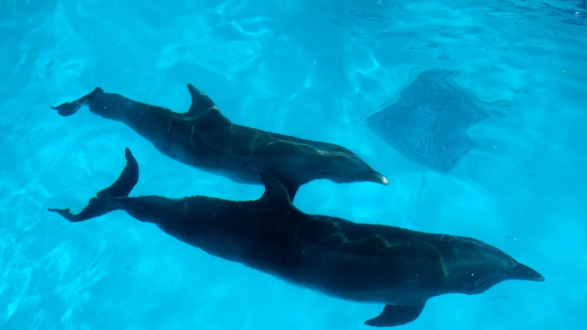 Delfinario Barceló: Profepa advierte cierre de más establecimientos por maltrato de animales