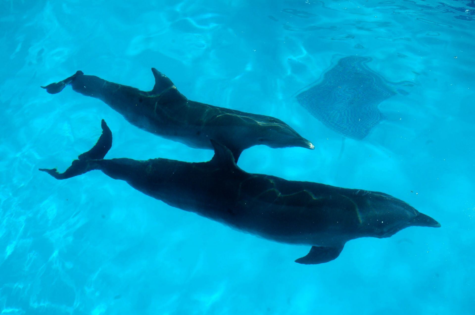 Delfines