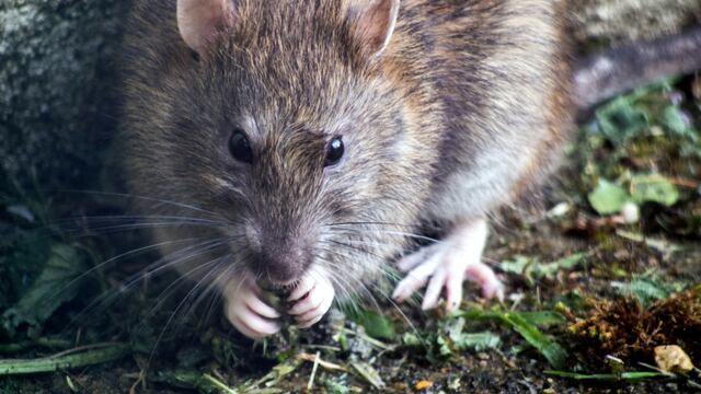 Rata
