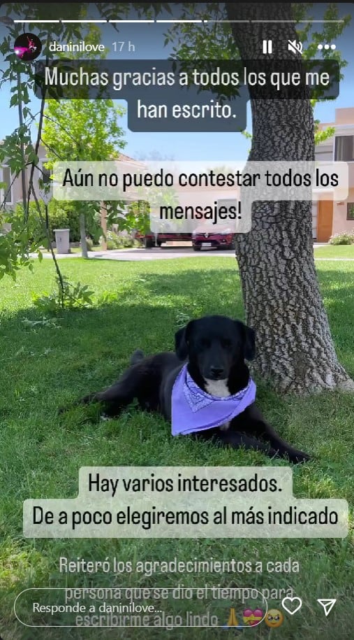 Perro abandonado busca hogar
