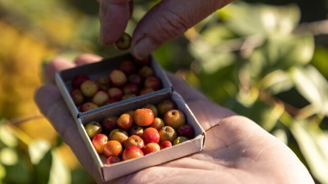 Manzanas del tamaño de una perla
