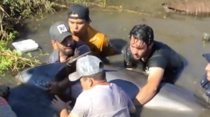 Arturo Islas Allende ayuda a rescatar delfines atrapados en Sinaloa