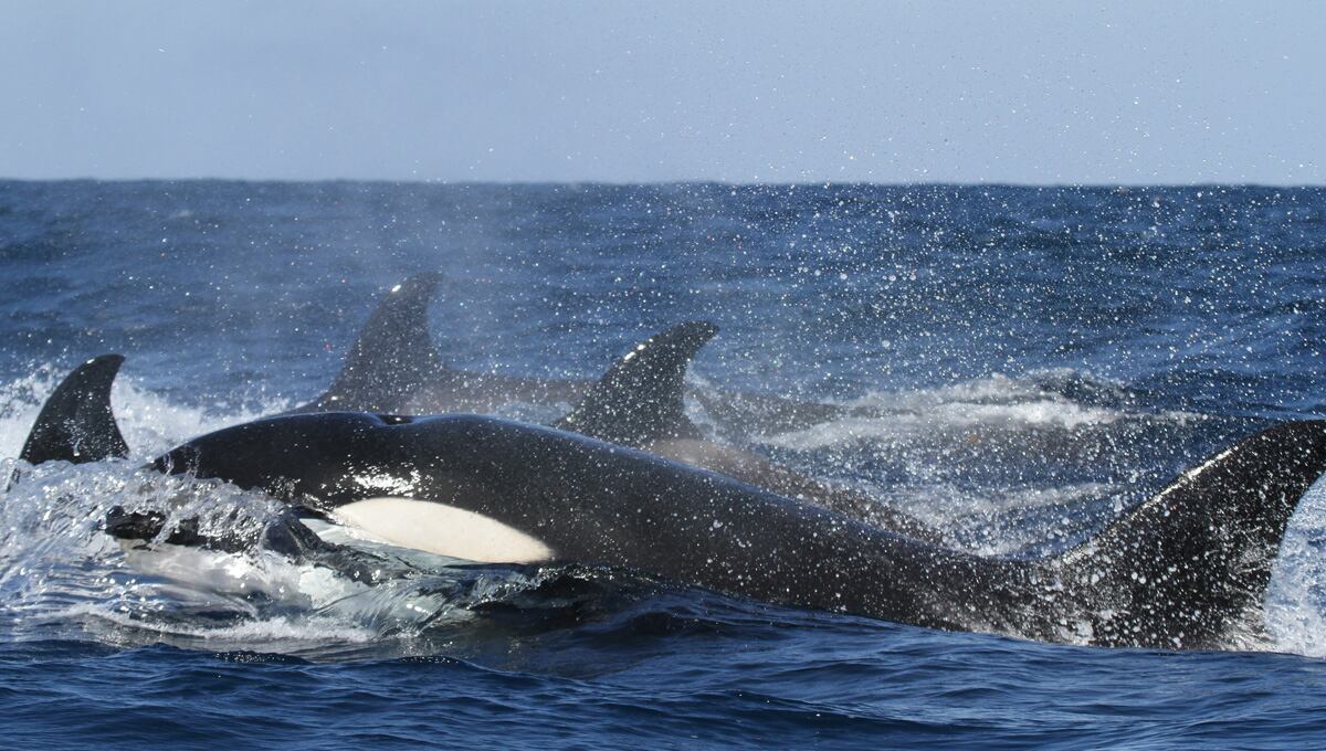 Orcas