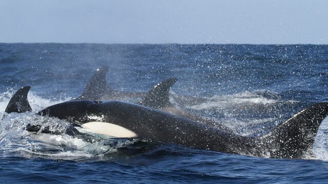 Orcas vuelven a hundir otro barco en el estrecho de Gibraltar