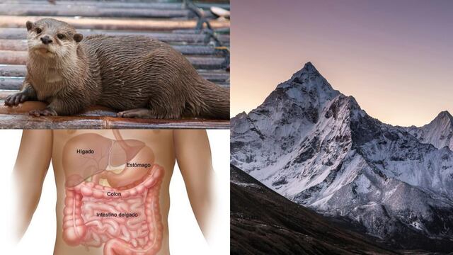 Este 29 de mayo es el Día Mundial de la Nutria, Día Internacional del Everest y Día Mundial de la Salud Digestiva