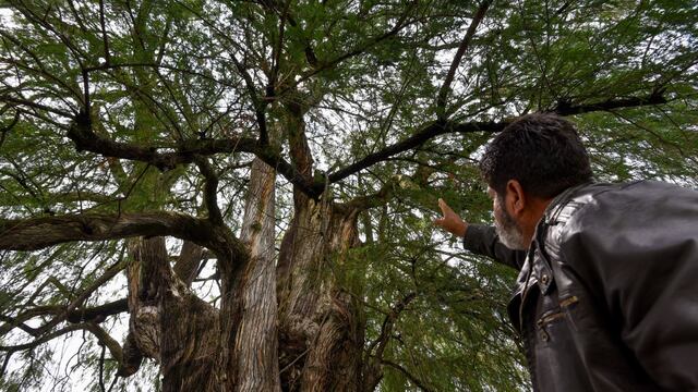 Ahuehuete en Tepoztlán, Morelos