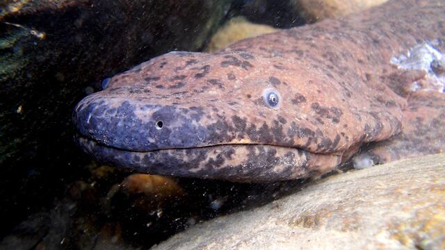 Salamandra gigante china