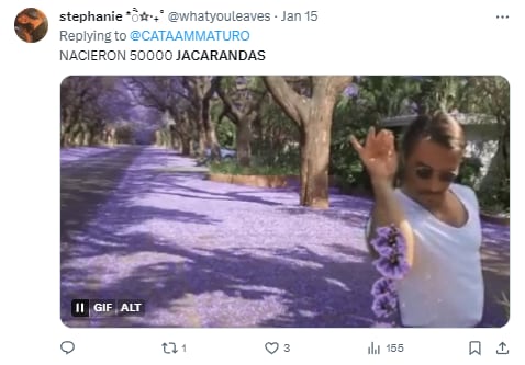 Memes de jacarandas floreciendo en enero