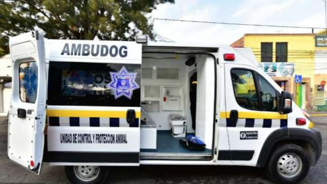 Ambudog.