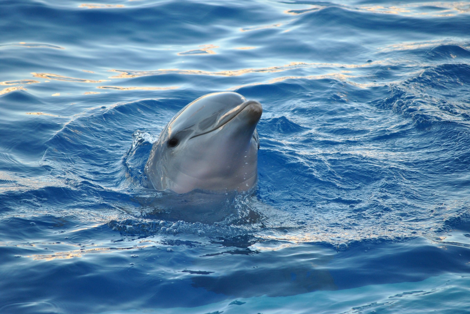 Delfines