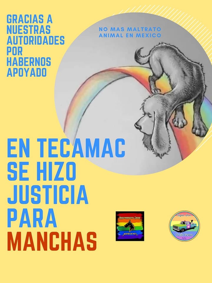 MANCHAS, PERRITO QUE SUFRÍA MALTRATO EN TECÁMAC TUVO QUE SER SACRIFICADO