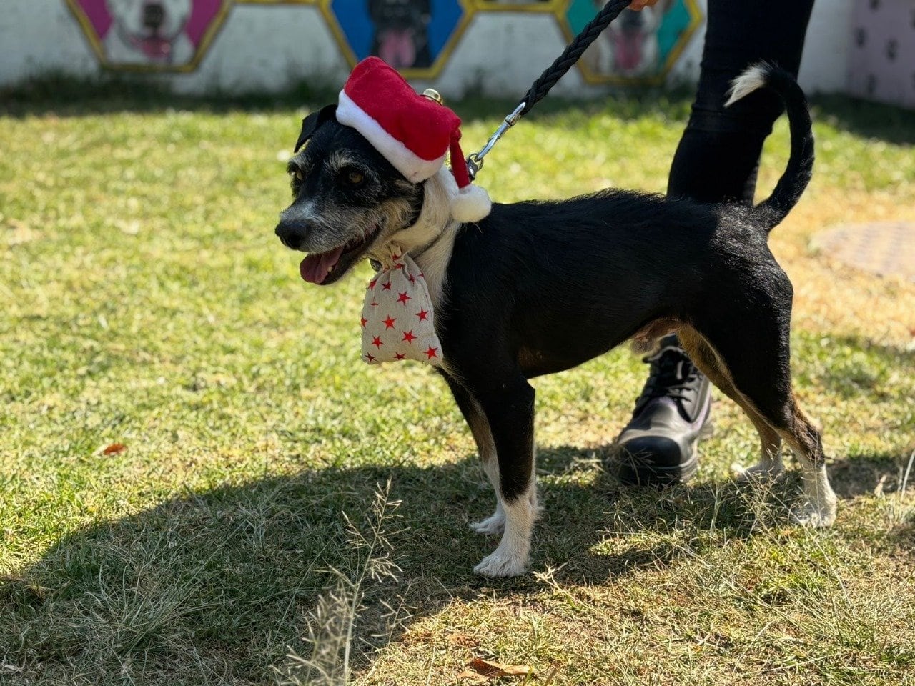 Metro CDMX: Perritos serán ayudantes de los Reyes Magos