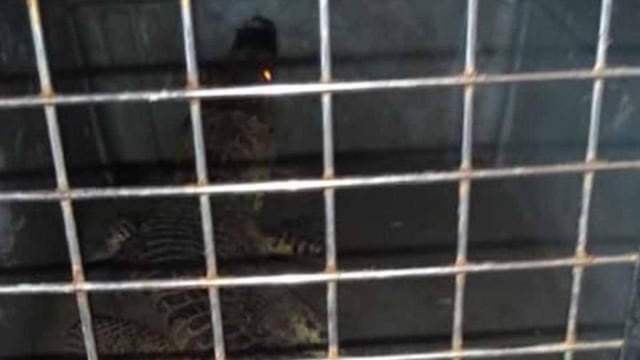 Cocodrilo en la plaza comercial