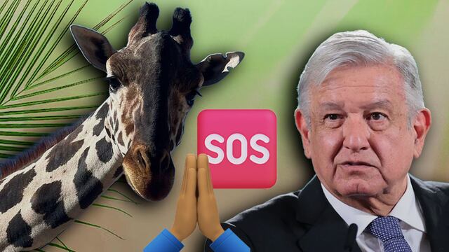 AMLO quiere ayudar a la jirafa Benito