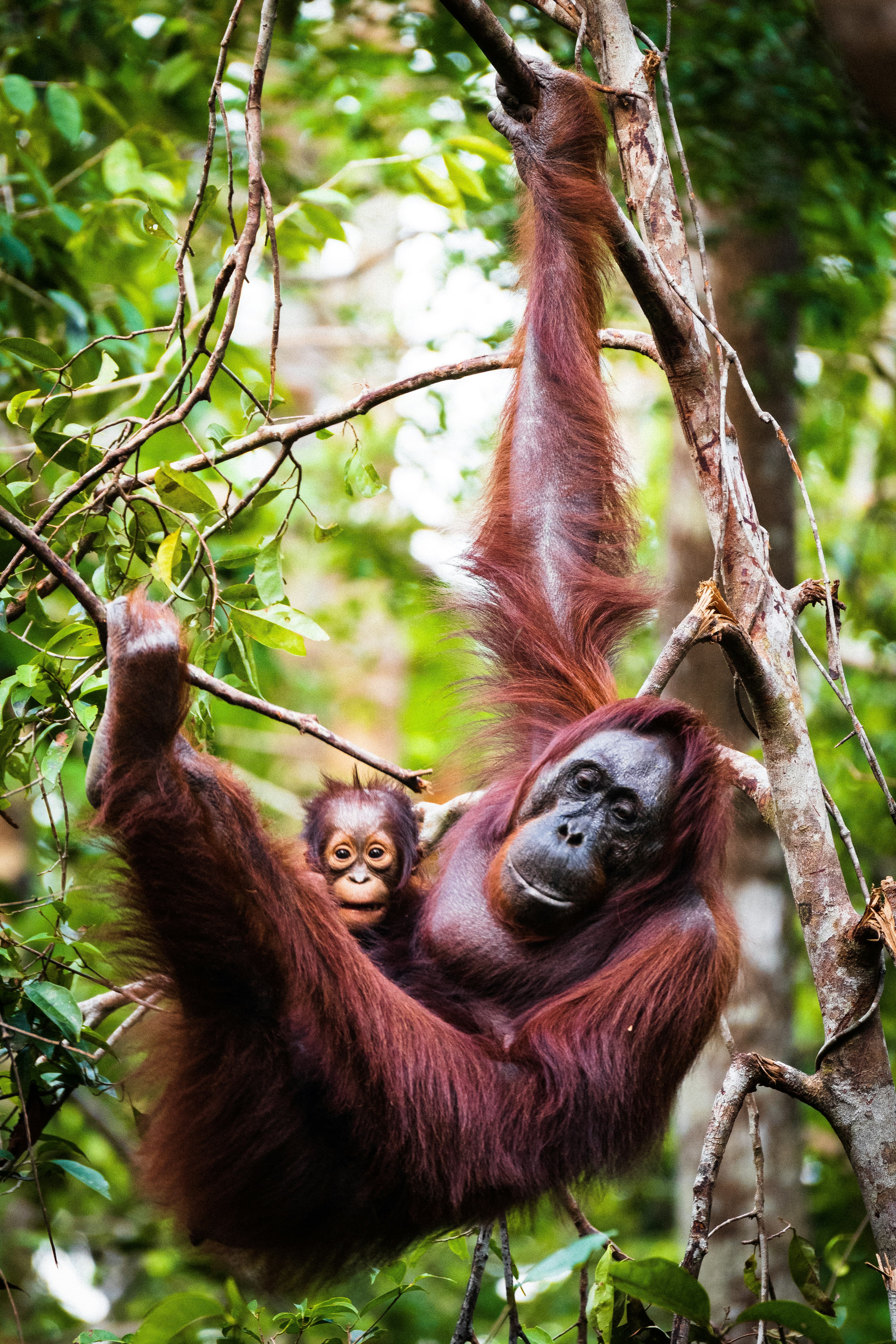 Día Mundial del Orangután