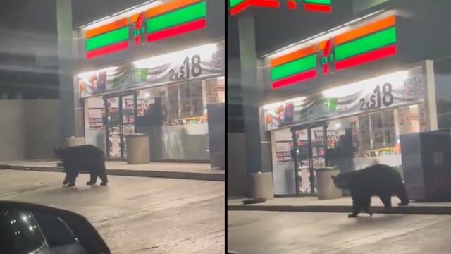 Sorprende oso buscando comida afuera de un 7 Eleven en Monterrey