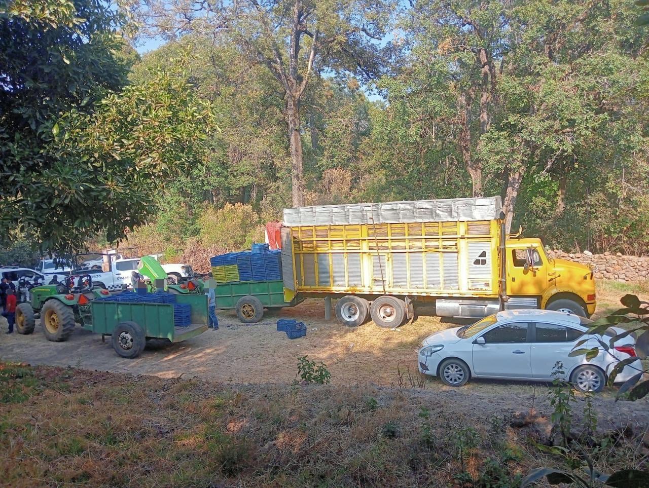 Detienen a 14 personas por robo de aguacate en Michoacán.