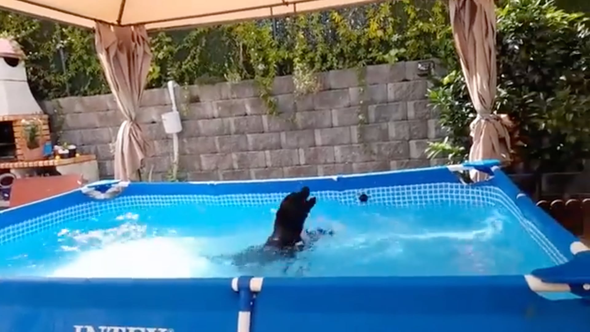 Perrito nadando en la alberca