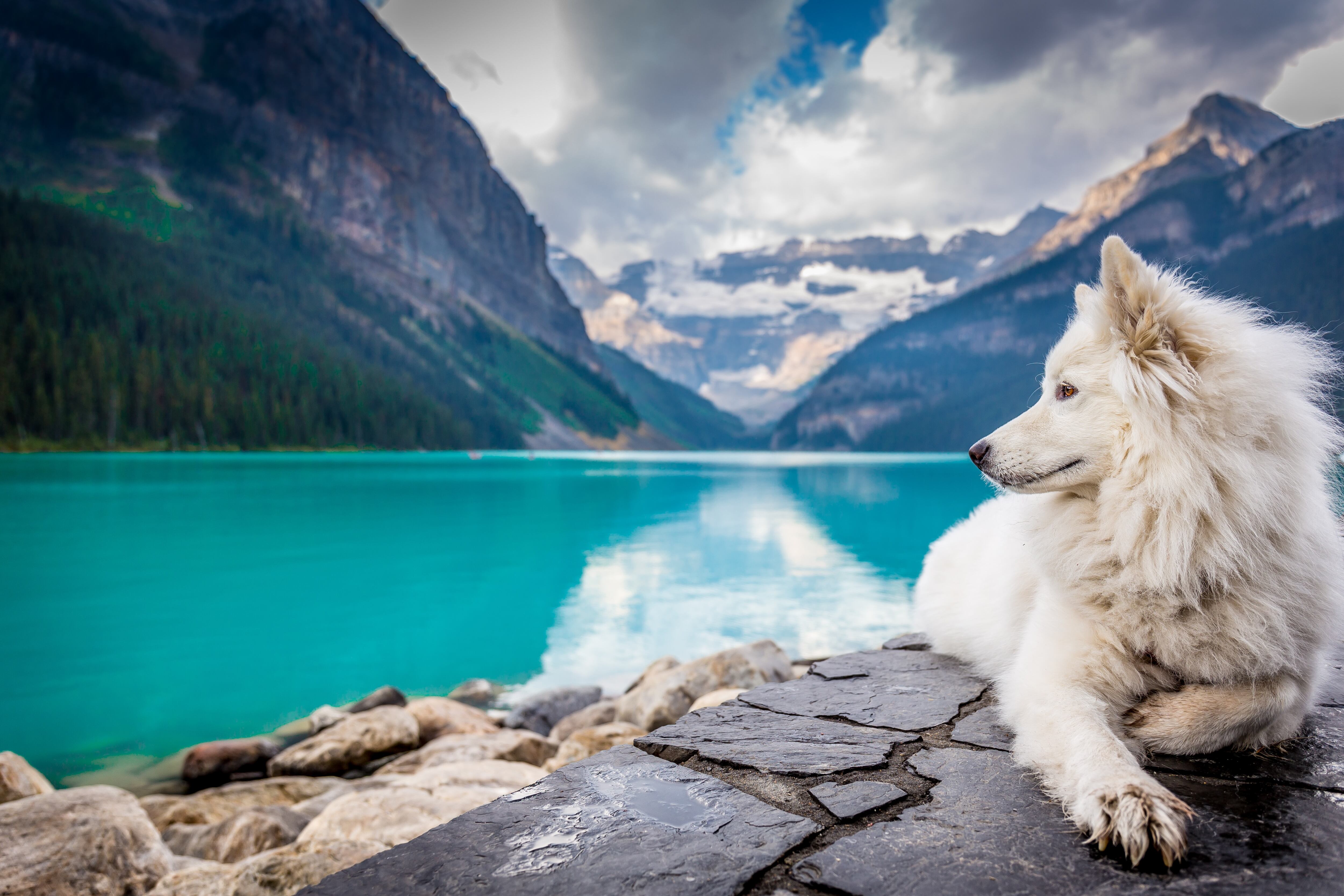 Vacaciones con tu perro