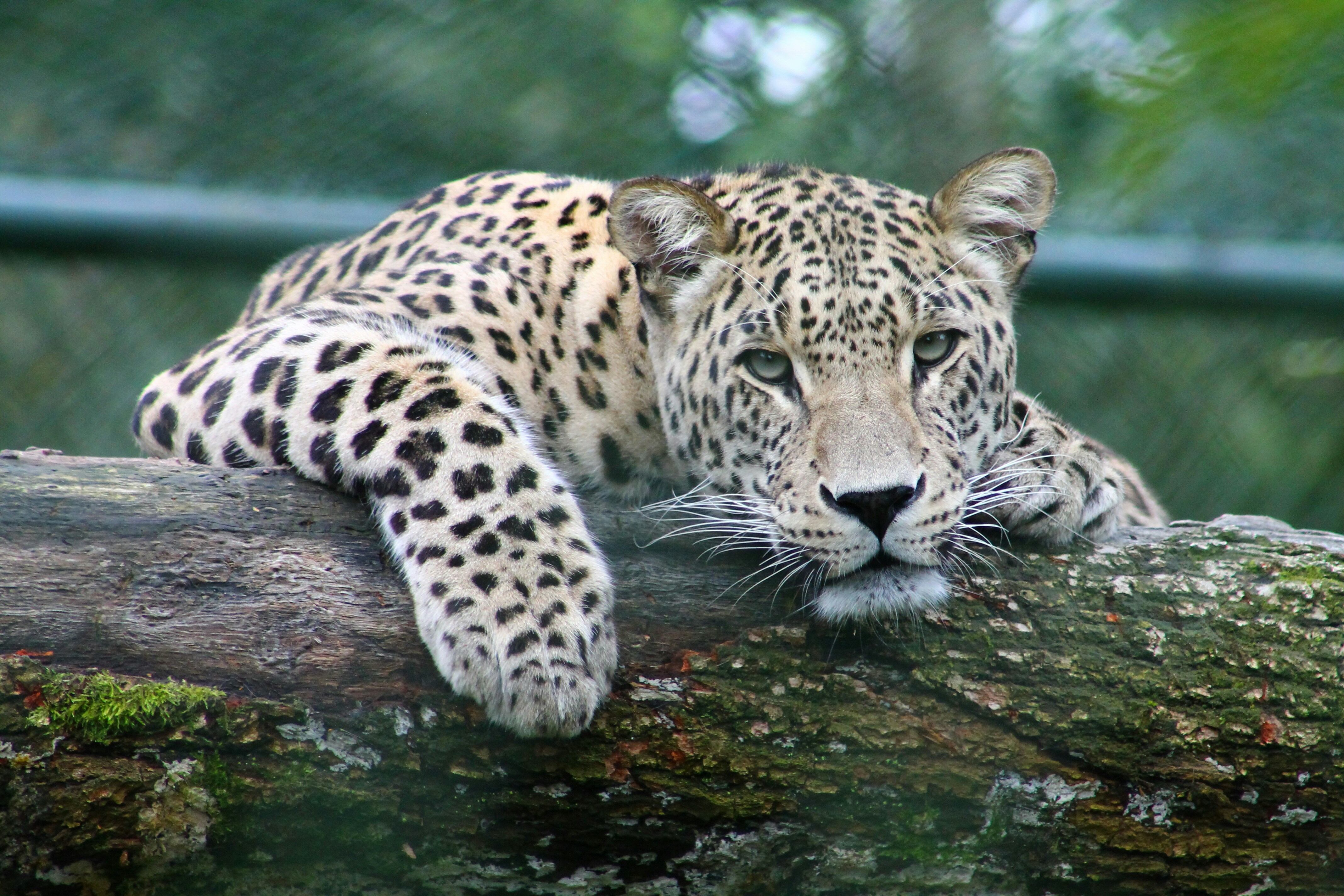 Este 10 de febrero es el Día Internacional del Leopardo Árabe