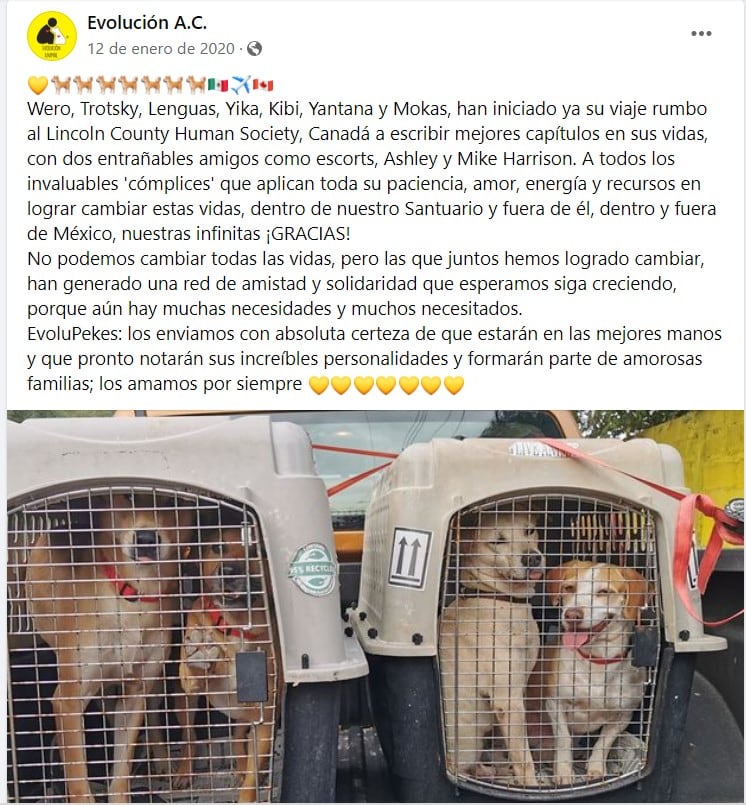 Perritos callejeros se van de México