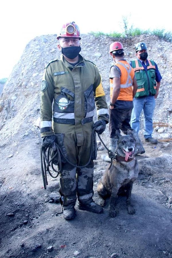 El perro rescatista Rola ayudó a recuperar los cuerpos de siete mineros