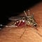 ¿Mosquitos con números de serie son reales? Estas son las locas teorías virales en TikTok